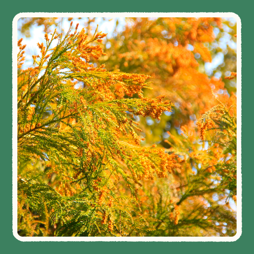 秋の花粉の出る植物